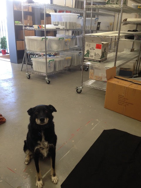Dog sitting on a warehouse floor with shelves and boxes in the background