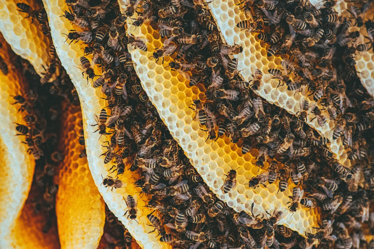 Close-up of bees on honeycomb