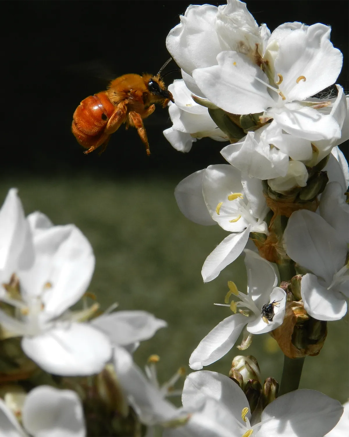 Orange bee on white flowers with a blurred green background