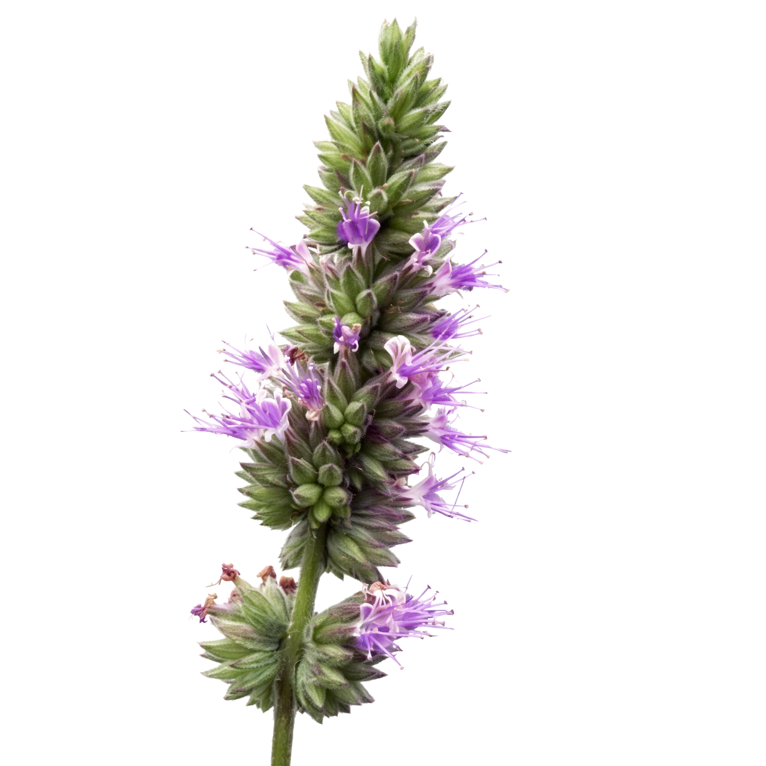 Patchouli on a white background