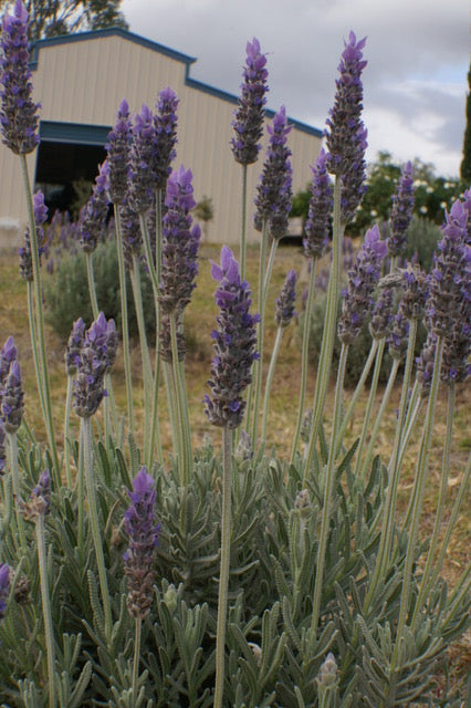 Lavender plants in a field with a building in the background