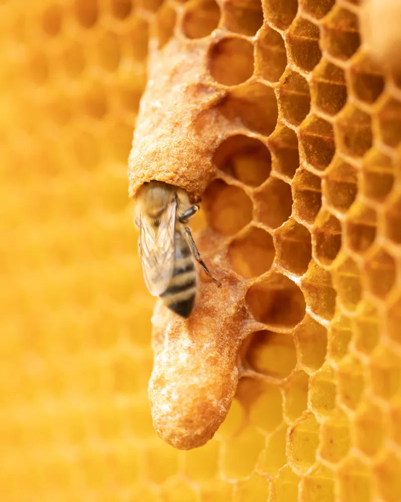 Close-up of a bee on honeycomb