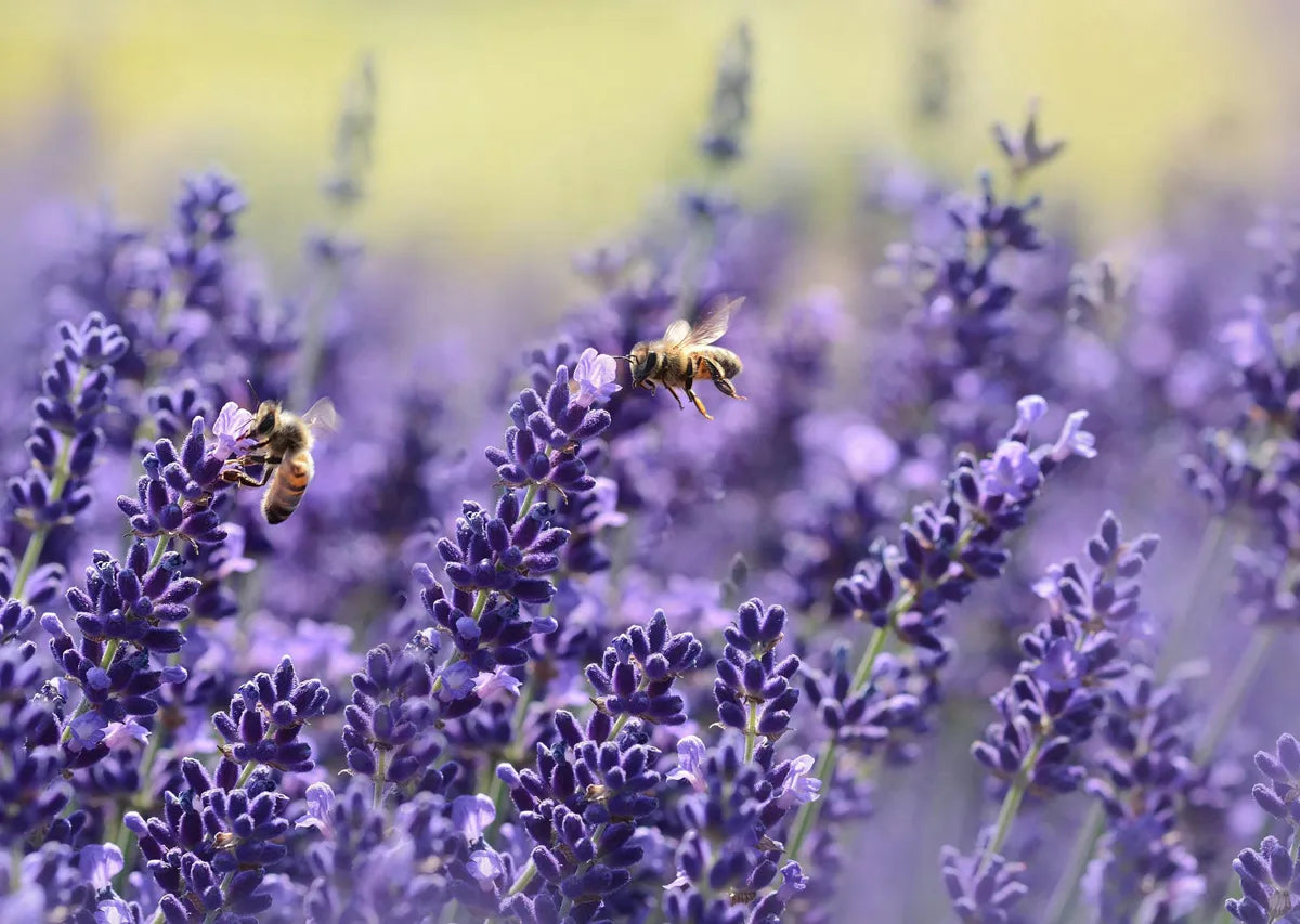 Two bees hovering over a field of purple lavender flowers with a blurred background.