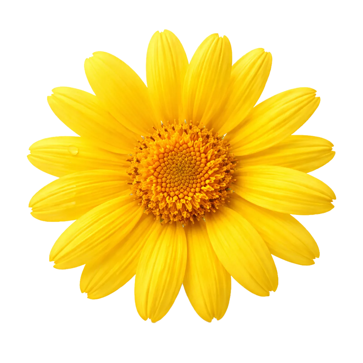 Yellow flower with a white background