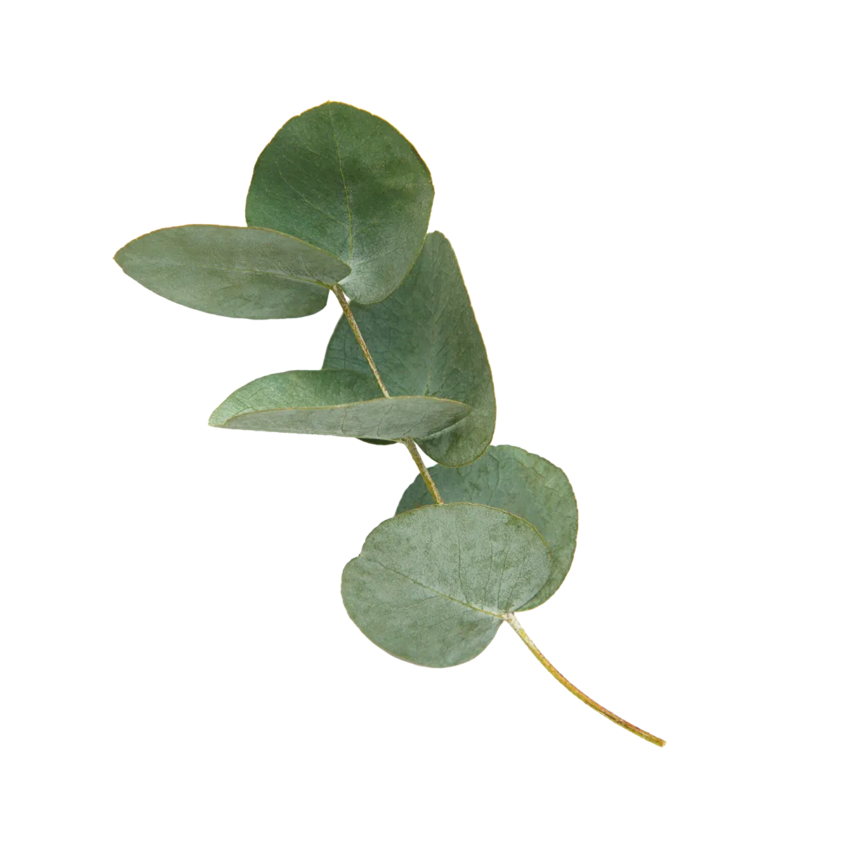 Green eucalyptus leaves on a white background