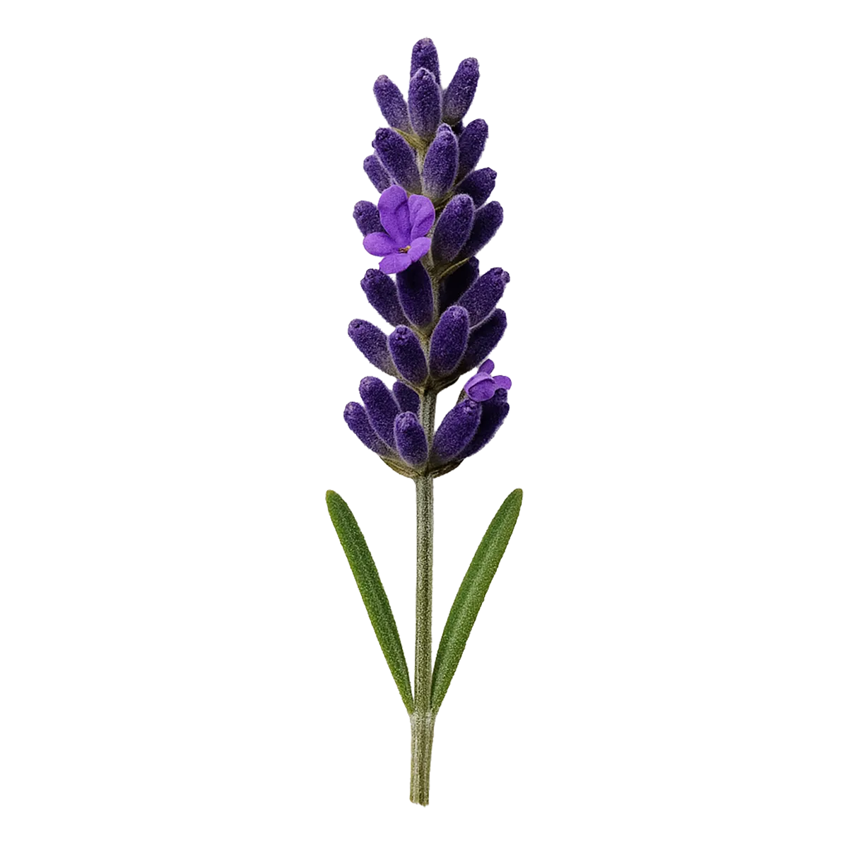 Lavender flower on a white background