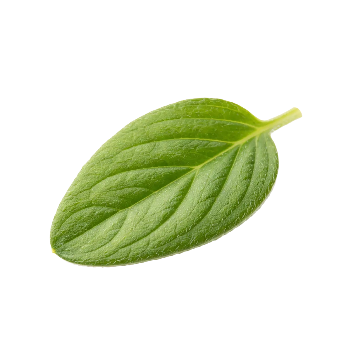 Single Marjoram leaf on a white background