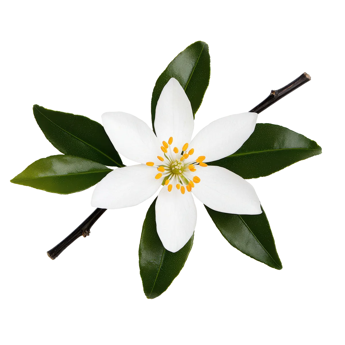White flower with green leaves on a white background