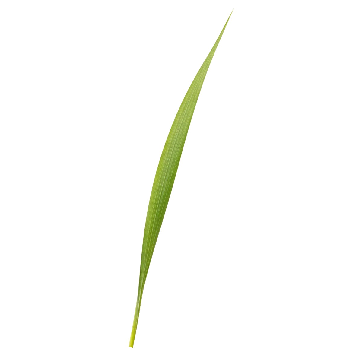 Single green leaf on a white background