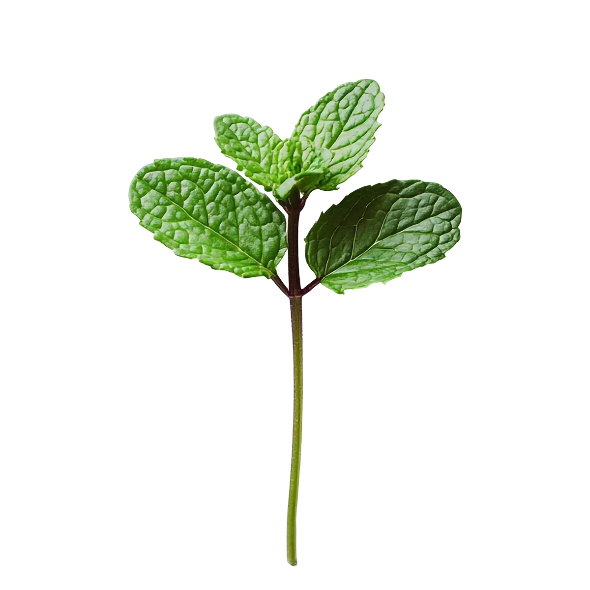 Green mint leaves on a white background