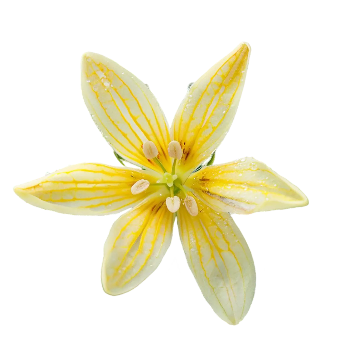Yellow flower with white stripes on a white background