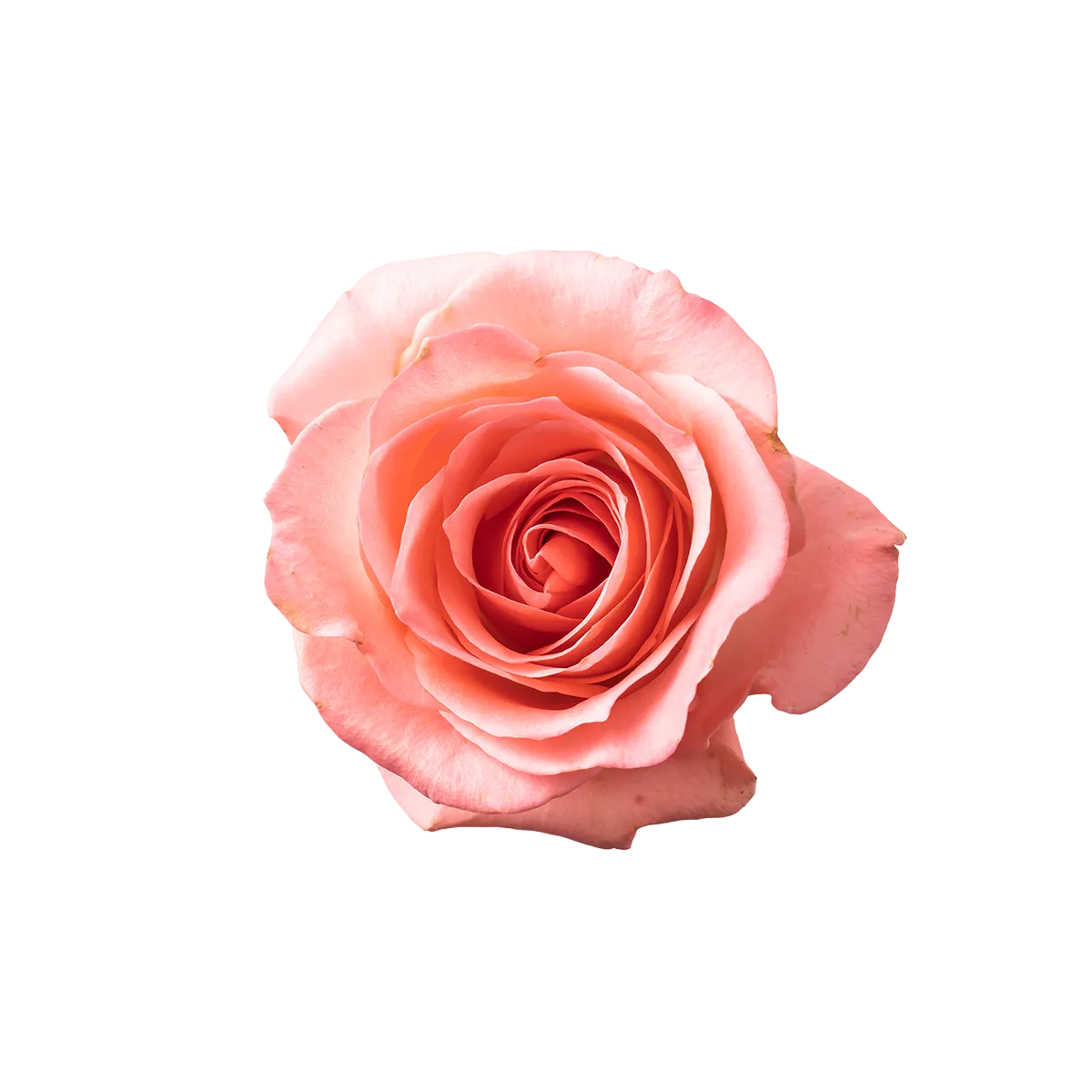 Pink rose on a white background