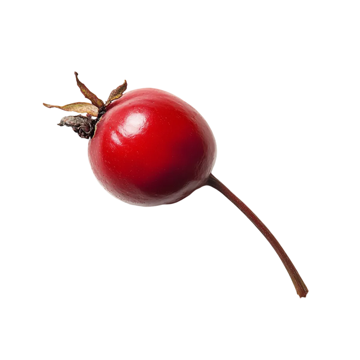 Rosehip on a white background