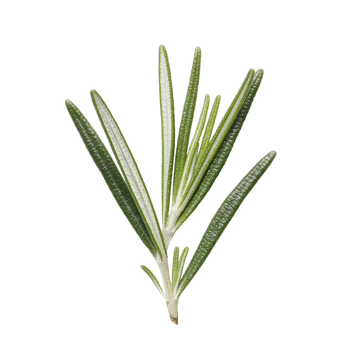 Rosemary branch on a white background