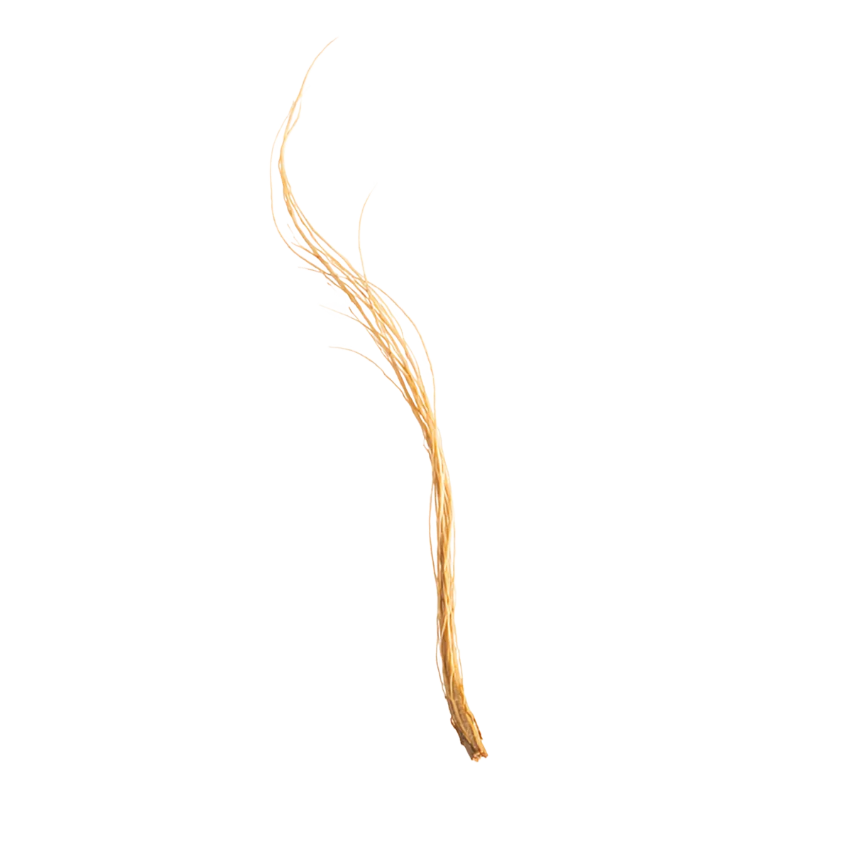 Single strand of Vetiver on a white background